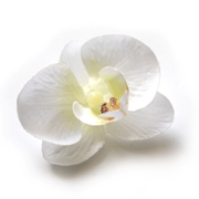 silk orchid